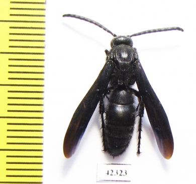 Scoliidae sp.  South Africa Rep. - INSECTS-STORE.RU