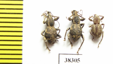 Curculionidae sp.  Indonesia, Papua - INSECTS-STORE.RU