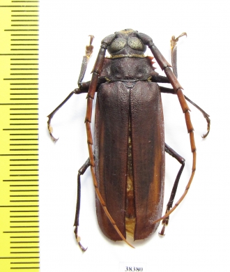 Osphryon sp.  Indonesia, Papua - INSECTS-STORE.RU