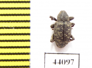 Curculionidae sp.  Pakistan - INSECTS-STORE.RU