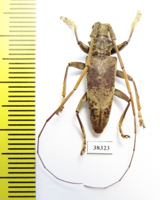 Acalolepta sp.  Indonesia, Papua - INSECTS-STORE.RU