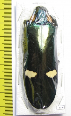 Megaloxantha bicolor  Thailand - INSECTS-STORE.RU