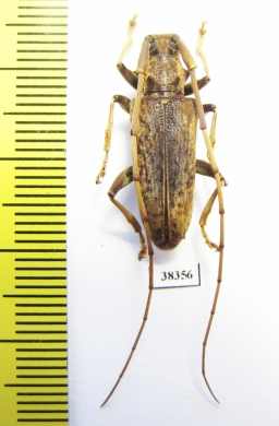 Acalolepta sp.  Indonesia, Papua - INSECTS-STORE.RU