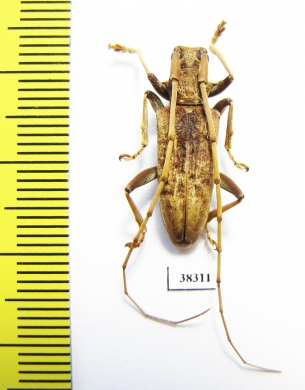 Acalolepta sp.  Indonesia, Papua - INSECTS-STORE.RU