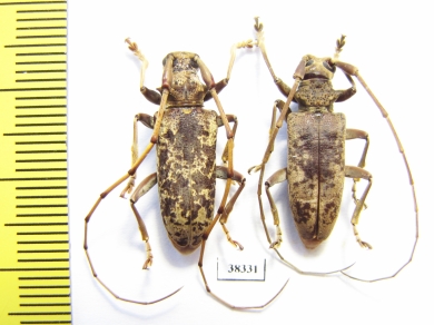 Acalolepta sp.  Indonesia, Papua - INSECTS-STORE.RU