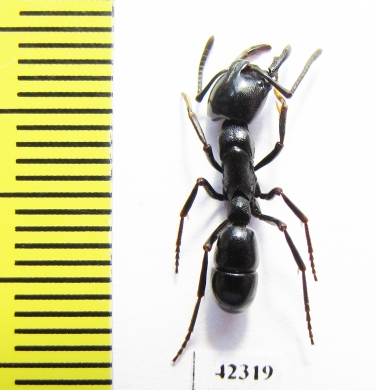 Formicidae sp.  South Africa Rep. - INSECTS-STORE.RU