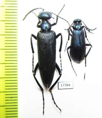 Cyaneolytta sp.  Namibia - INSECTS-STORE.RU