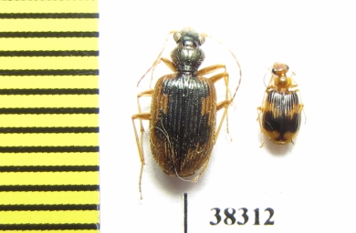 Carabidae sp.  Ecuador - INSECTS-STORE.RU