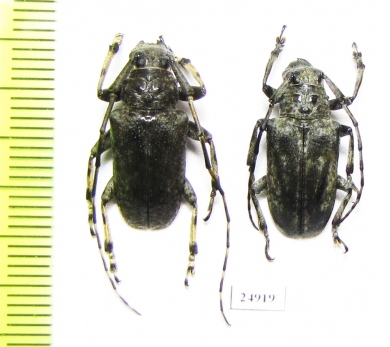 Cerambycidae sp.  China, Guangxi prov. - INSECTS-STORE.RU