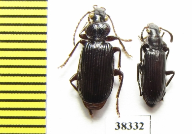Carabidae sp.  Ecuador - INSECTS-STORE.RU