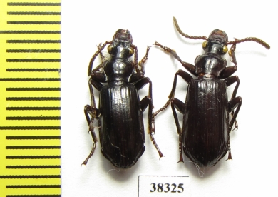 Carabidae sp.  Ecuador - INSECTS-STORE.RU