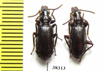 Carabidae sp.  Ecuador - INSECTS-STORE.RU