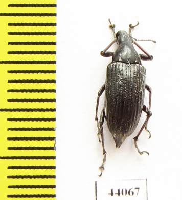 Curculionidae sp.  Cuba - INSECTS-STORE.RU