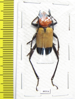 Euryclelia cardinalis  Malaysia - INSECTS-STORE.RU