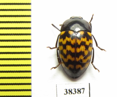 Erotylidae sp.  Ecuador - INSECTS-STORE.RU