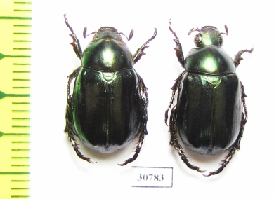 Anomala antiqua  Australia - INSECTS-STORE.RU