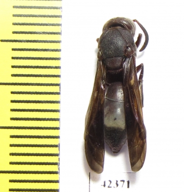 Hymenoptera sp.  South Africa Rep. - INSECTS-STORE.RU