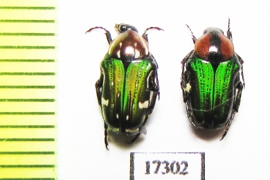 Leucocelis sp.  Namibia - INSECTS-STORE.RU