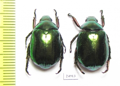 Rutelinae sp.  Myanmar - INSECTS-STORE.RU