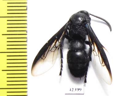 Scoliidae sp.  South Africa Rep. - INSECTS-STORE.RU