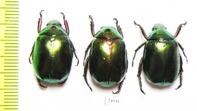 Rutelinae sp.  Myanmar - INSECTS-STORE.RU