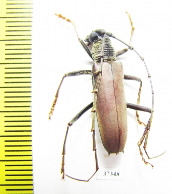 Cerambycidae sp.  Ecuador - INSECTS-STORE.RU