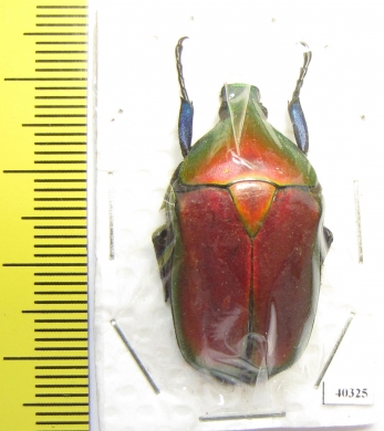 Torynorrhina flammea  Thailand - INSECTS-STORE.RU