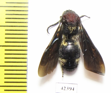 Mutillidae sp.  South Africa Rep. - INSECTS-STORE.RU