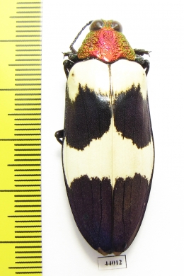 Chrysochroa buqueti  Thailand - INSECTS-STORE.RU