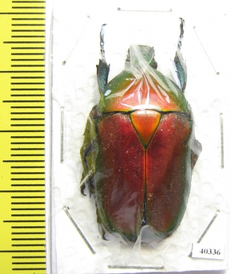 Torynorrhina flammea  Thailand - INSECTS-STORE.RU