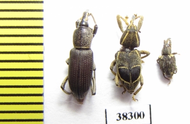 Curculionidae sp.  Ecuador - INSECTS-STORE.RU