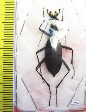 Carabus (Damaster) blaptoides oxuroides  Japan - INSECTS-STORE.RU