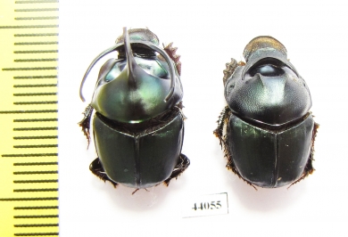Proagoderus mouhoti, pair  Thailand - INSECTS-STORE.RU