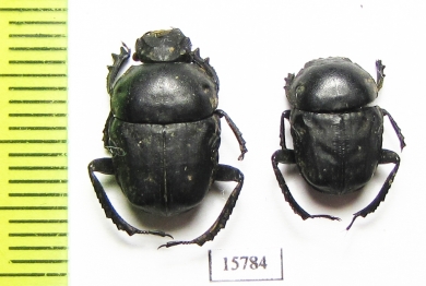 Gymnopleurus sp.  Namibia - INSECTS-STORE.RU