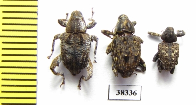 Curculionidae sp.  Ecuador - INSECTS-STORE.RU