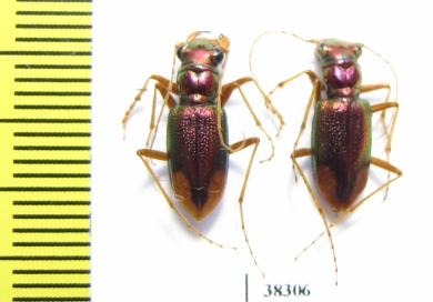Tetracha sp., pair  Ecuador - INSECTS-STORE.RU