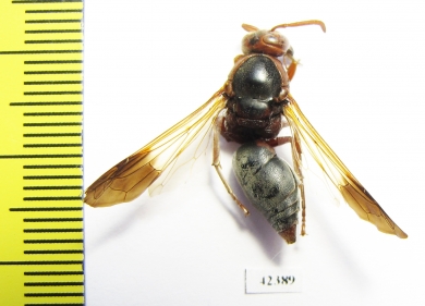 Hymenoptera sp.  South Africa Rep. - INSECTS-STORE.RU