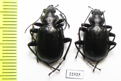 Calosoma inquisitor  Italy - INSECTS-STORE.RU