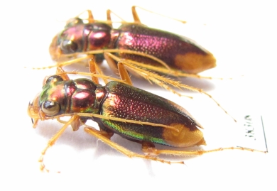Tetracha sp., pair  Ecuador - INSECTS-STORE.RU