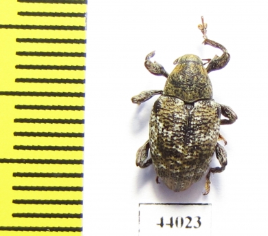 Curculionidae sp.  Ecuador - INSECTS-STORE.RU