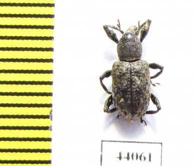 Curculionidae sp.  Ecuador - INSECTS-STORE.RU