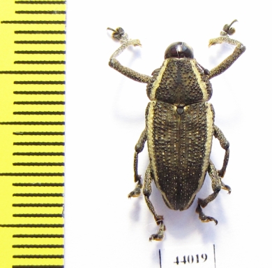 Curculionidae sp.  Peru - INSECTS-STORE.RU