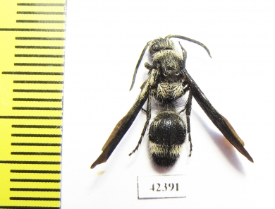 Mutillidae sp.  South Africa Rep. - INSECTS-STORE.RU