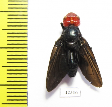 Bromophila caffra  South Africa Rep. - INSECTS-STORE.RU