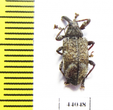 Curculionidae sp.  Colombia - INSECTS-STORE.RU