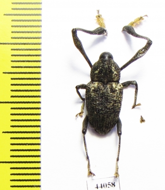 Curculionidae sp.  Bolivia - INSECTS-STORE.RU