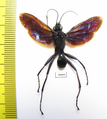 Hymenoptera sp.  Malaysia - INSECTS-STORE.RU