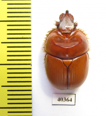 Bolborhinum nasutum  Chile - INSECTS-STORE.RU