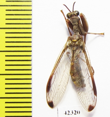 Mantispidae sp.  South Africa Rep. - INSECTS-STORE.RU