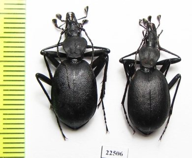 Cychrus italicus  Italy - INSECTS-STORE.RU